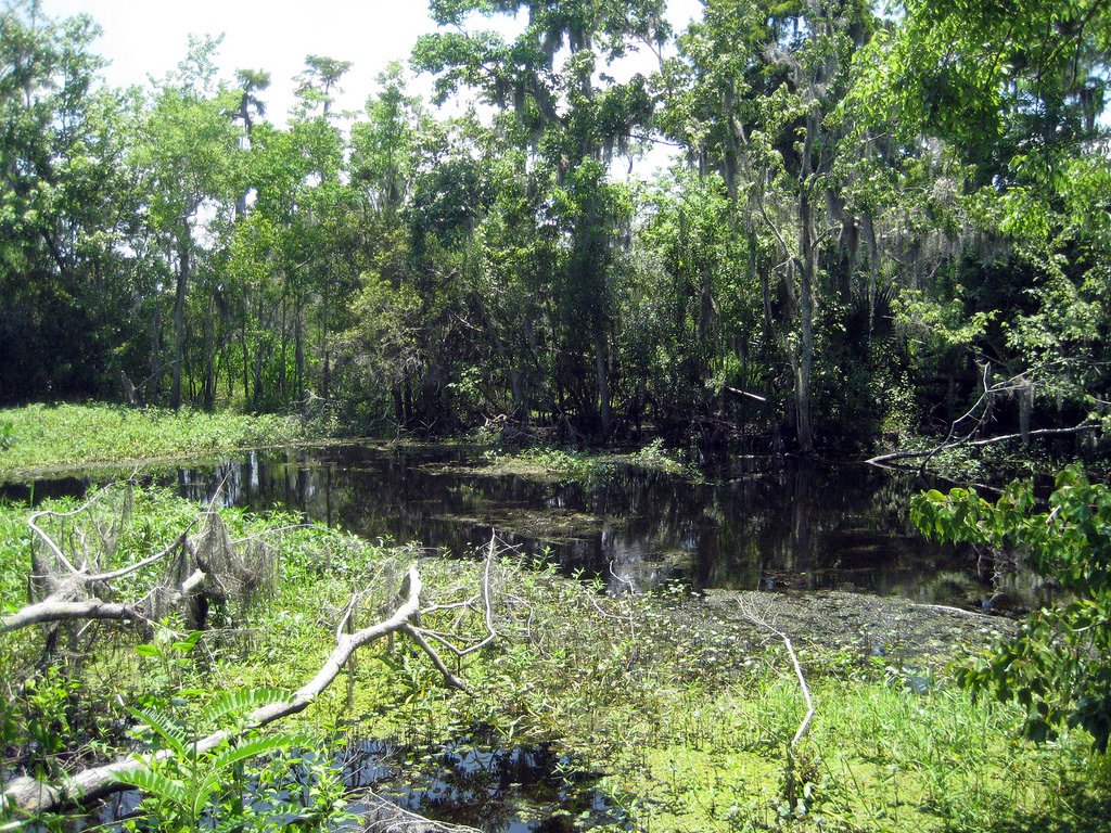 Barataria Preserve