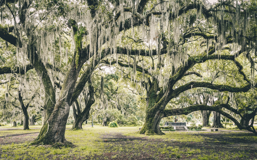 Humoristisk Metropolitan Minde om Things to Do in New Orleans: Outdoor Attractions and Activities